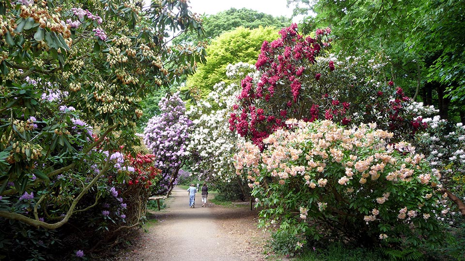 Rhododendrons, Sheringham Park