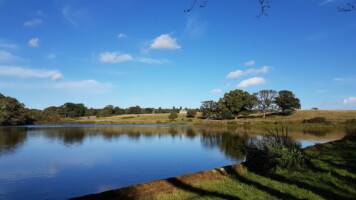 The lake at Felbrigg Estate