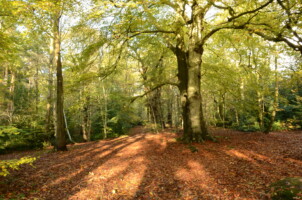 Felbrigg Estate in the autumn