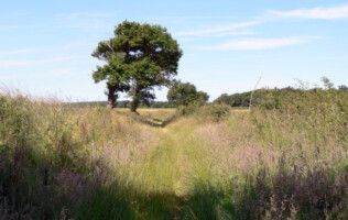 Walking from the Pavilion along the Weavers Way through the fields towards Felbrigg lake and Felbrigg Hall